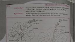 Practical Dissection of Flower 12-Oct-2021 23-17-32.pdf - Biology - Notes - Teachmint