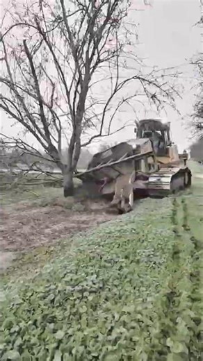 Tree Puller Loader in Action – Extreme Orchard Machine!