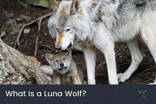 What Is A Luna Wolf? (The Alpha Female Of The Pack)