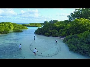 Journeying To The Breathtaking Landscapes Of The Natural World | Wild Lives Compilation