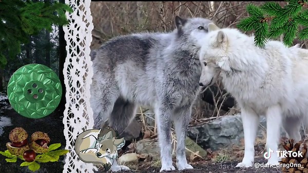 Adorable Wolves Playing Together