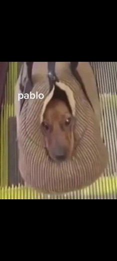 #pablo#dog#meme#funny#humour#edit#trend#viral#memes#cringe#foryoupage#fyp#fy#fypシ