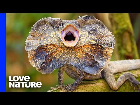 Frilled Lizard’s Pop-up Neck Freaks out Snake
