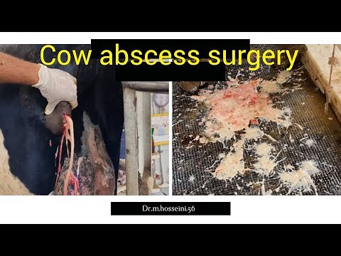 Draining Out An Abscess From A Cow