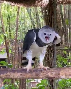 196K views · 3.6K reactions | The amazing Panama in action 礪 Harpy...