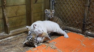 663K views · 52K reactions | The last weigh in. First thing this...