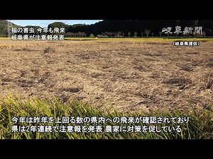 (虫の画像が映ります)稲の害虫「トビイロウンカ」今年も飛来 岐阜県が２年連続で注意報発表