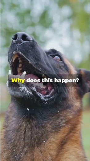 The Human Audible Range Explained | Understanding the Science of Hearing