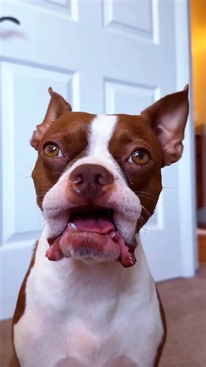 Ash & Bowser + Kris Palm on Instagram: "Beavis & Butthead 🤪 Things just got weird in the bedroom. Ash channels his inner Beavis while Bowser can’t stop laughing like Butt-Head. This Beavis and Butt-Head dog parody is pure ‘90s nostalgia meets modern meme chaos — featuring Boston Terrier humor, funny dog reactions, and a dose of that classic MTV energy. Perfect for fans of funny animal videos, dog memes, and retro pop-culture parodies this Halloween season. . . . #dog #doggy #funny #meme #dogsof