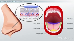 Taste, Touch & Smell Receptors | Overview & Types