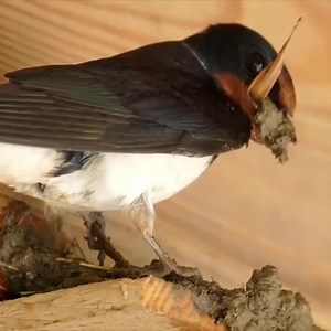 4.8K views · 211 reactions | Beautiful Small Kite Birds Make Their New Nest | Amazing World | Facebook