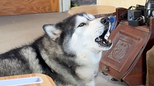 54K views · 4.2K reactions | Reality of living with a husky.... Every time Key yells his opinions at the TV in a day... | Keyush the Stunt Dog | Facebook