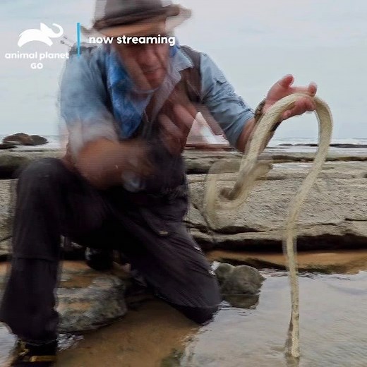 156 reactions · 32 shares | Every animal has a story to tell and Coyote Peterson braves the wild to tell it! Stream the new series, Coyote Peterson: Brave the Wild now on the Animal Planet GO app. | Animal Planet | Facebook