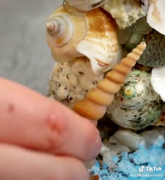 DIY Sea Shell Crafts and Decorating Ideas