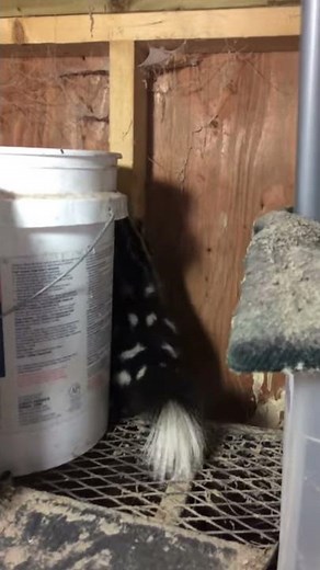 SPOTTED SKUNK - a rare animal