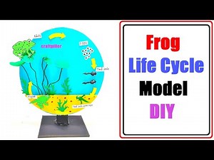 frog life cycle model making for science project | diy | craftpiller | still model
