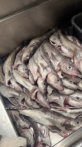 472K views · 3.4K reactions | Commercial Fishing for Cod and Haddock! | Tackle2thePeople | Facebook