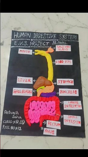 Human digestive system(science project)of 2d model using clay#shorts#digestivesystem#scienceproject
