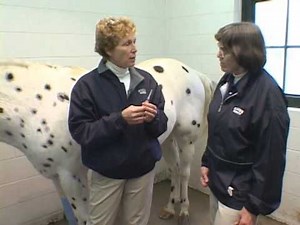 Intramuscular Injection: Equine