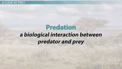 Prey Animals | Definition, Characteristics & Examples