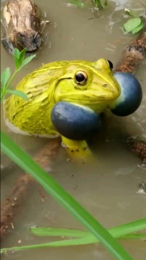 Unbelievable Frog Sounds from a Rare Yellow Frog! #FrogSounds #Shorts #frog