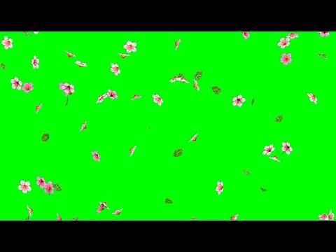Falling Cherry Blossom Flowers with Leaves HD Animation - green screen effect, blue & overlay