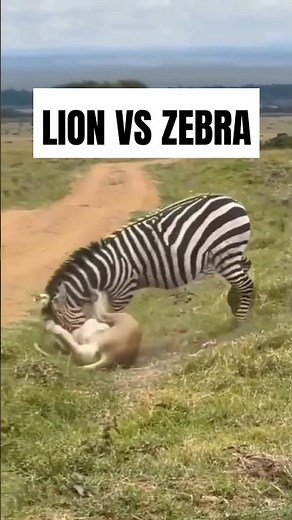 Lion vs Zebra: The Ultimate Battle for Survival! 🦁🦓 #animals #shorts