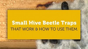 Small Hive Beetle Traps that Work and How to Use Them.