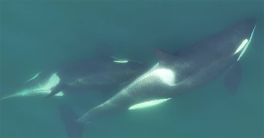 Orcas Use Kelp as a Possible Grooming Tool