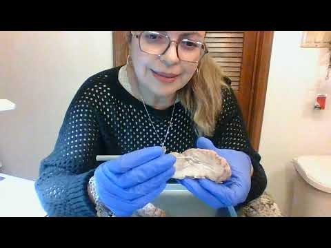 Sheep Brain Dissection Video Project Part 2
