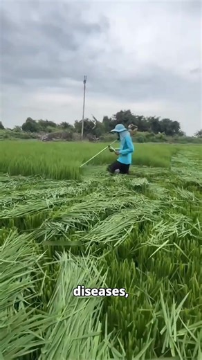 How Chinese farmers use a leaf color chart to boost yields… #fblifestyle | Charity Bisteroso
