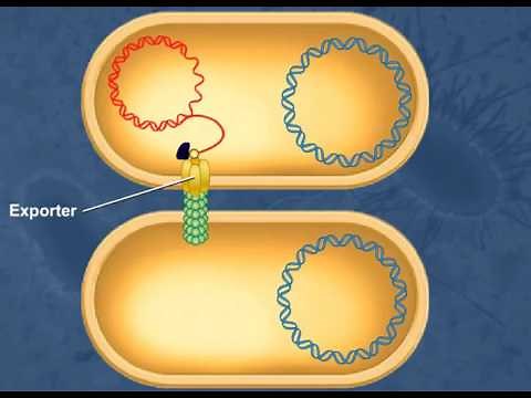 Bacterial Conjugation