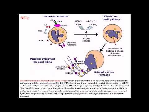 Streptococcus pyogenes infection and disease