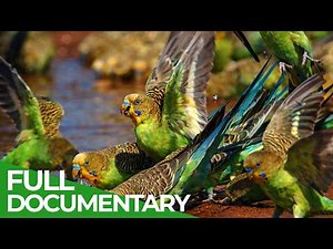 Wild Australia: Continent of Extremes | Free Documentary Nature