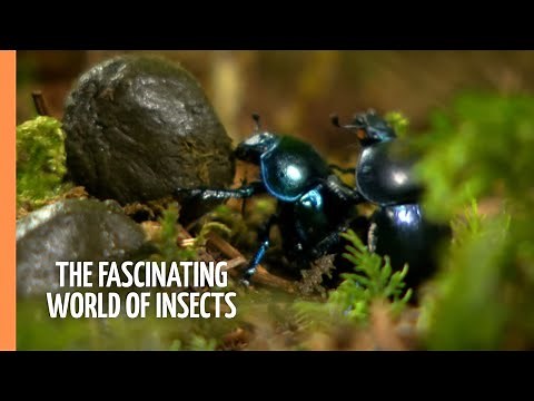 The Fascinating World of Insects | Full Documentary
