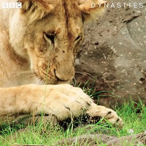 That's one lucky turtle! #Dynasties | BBC Earth