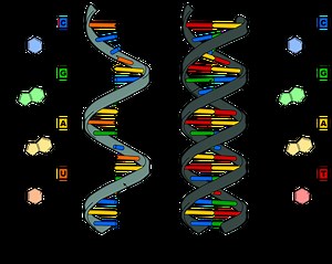 DNA Transcription | Definition, Stages & Diagram