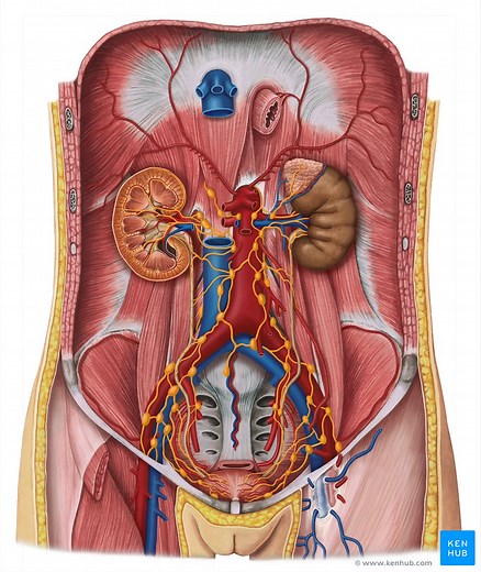 Inguinal lymph nodes