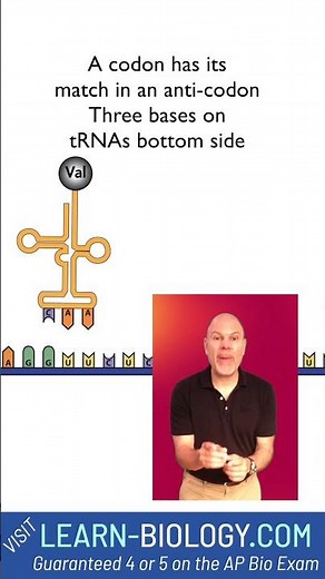 Protein Synthesis Rap mRNA, codons, anticodons, and ribosomes