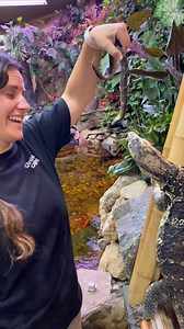 These lizards sure love their seafood buffet that they're not acustomed to and have got as a treat! | The Reptile Zoo