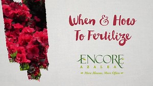 3.2K views · 67 reactions | Spring has almost sprung, and it will soon be time to fertilize your Encores. Be sure to wait until after the first bloom before fertilizing. Learn more here. | Encore Azalea | Facebook
