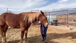 Starting giving to pressure with a lead | Scout's Trail