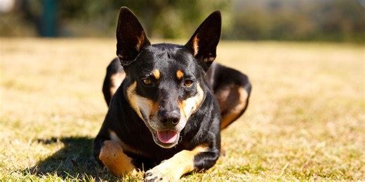 13 smartest dog breeds in the world revealed