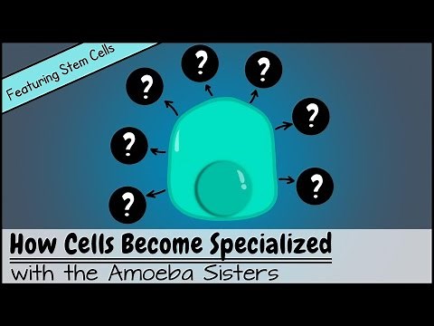 How Cells Become Specialized [Featuring Stem Cells]