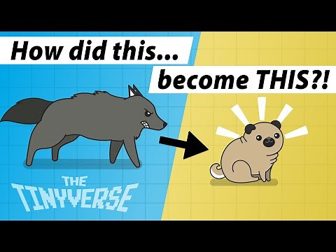 A Brief History of Dogs - How We Domesticated Dogs