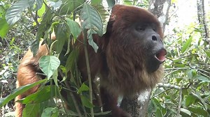 1.6M views · 12 reactions | Howler Monkeys hold the title of being the loudest land mammals on earth, according to the Guinness Book of Records. There are 15 species of Howler Monkey across South and Central America. If you haven't heard the way they declare their territory, get ready to be impressed by this Red Howler. (Footage: Senda Verde Animal Refuge , Bolivia.) | The Primate Page | Facebook