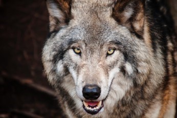 Are There Wolves in Australia? a Look at What Wolf Australia Has