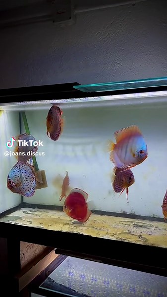 Full Maintenance Guide for 250L Discus Tank