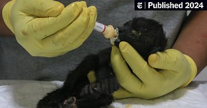 Dead Monkeys Are Falling From Trees Amid Brutal Heat in Mexico (Published 2024)