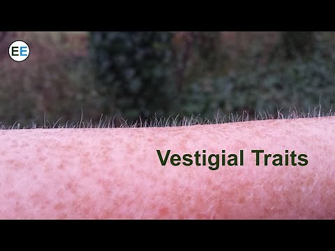 Evidence for evolution: Vestigial traits